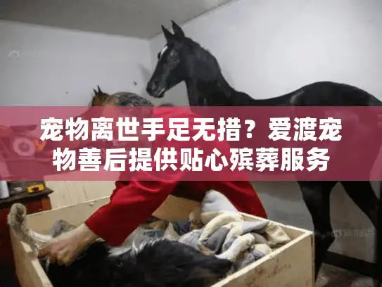 宠物离世手足无措？爱渡宠物善后提供贴心殡葬服务