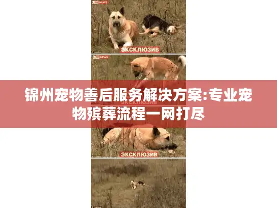 锦州宠物善后服务解决方案:专业宠物殡葬流程一网打尽