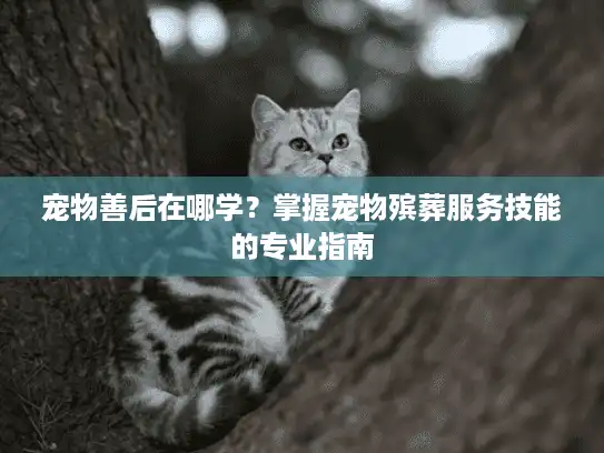 宠物善后在哪学？掌握宠物殡葬服务技能的专业指南