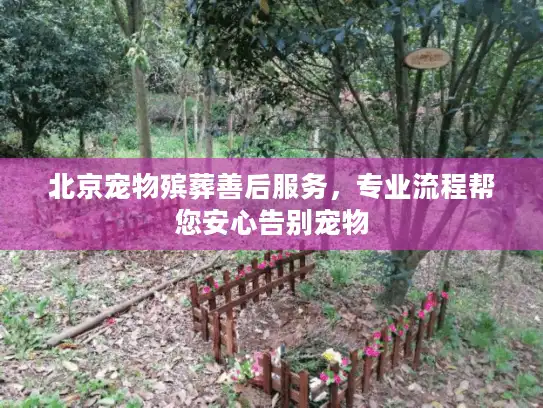 北京宠物殡葬善后服务，专业流程帮您安心告别宠物