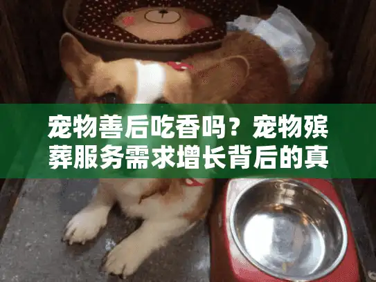 宠物善后吃香吗？宠物殡葬服务需求增长背后的真相