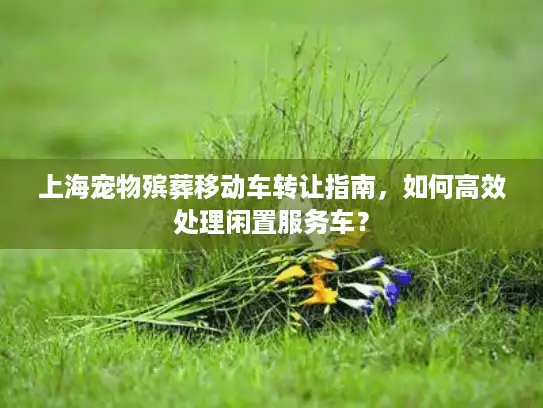 上海宠物殡葬移动车转让指南，如何高效处理闲置服务车？