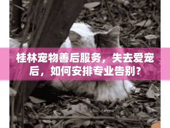 桂林宠物善后服务，失去爱宠后，如何安排专业告别？