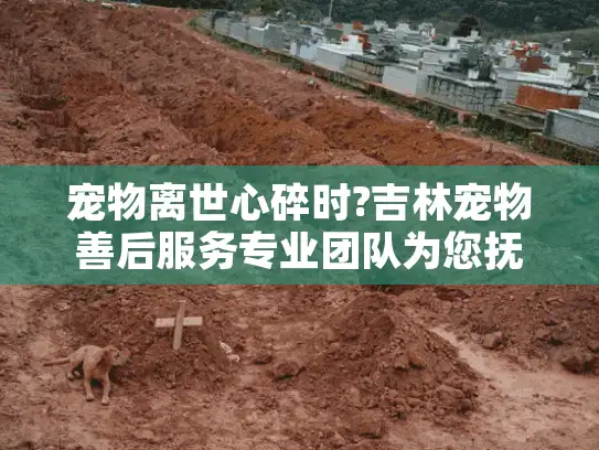 宠物离世心碎时?吉林宠物善后服务专业团队为您抚慰伤痛