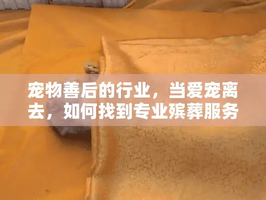 宠物善后的行业，当爱宠离去，如何找到专业殡葬服务？