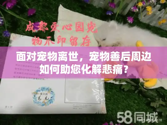 面对宠物离世，宠物善后周边如何助您化解悲痛？