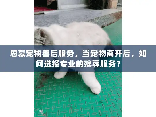 思慕宠物善后服务，当宠物离开后，如何选择专业的殡葬服务？