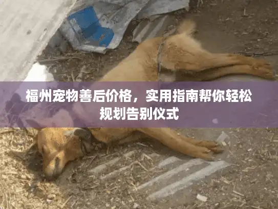 福州宠物善后价格，实用指南帮你轻松规划告别仪式