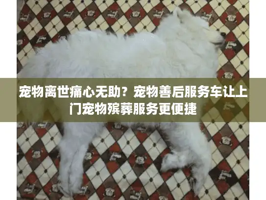 宠物离世痛心无助？宠物善后服务车让上门宠物殡葬服务更便捷