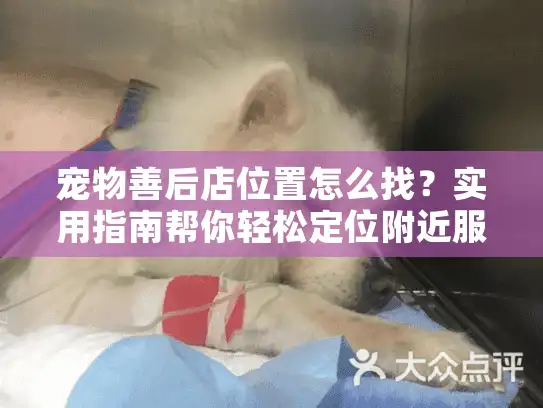 宠物善后店位置怎么找？实用指南帮你轻松定位附近服务