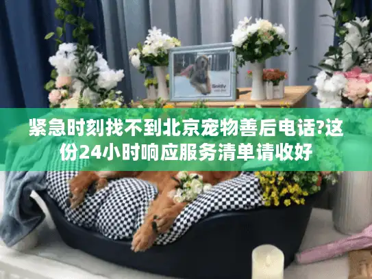 紧急时刻找不到北京宠物善后电话?这份24小时响应服务清单请收好