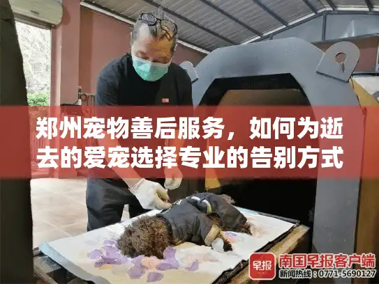 郑州宠物善后服务，如何为逝去的爱宠选择专业的告别方式