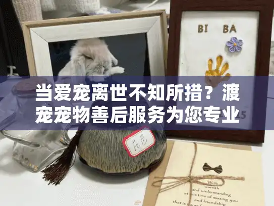 当爱宠离世不知所措？渡宠宠物善后服务为您专业解忧