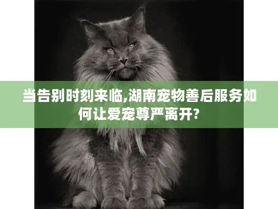 当告别时刻来临,湖南宠物善后服务如何让爱宠尊严离开?
