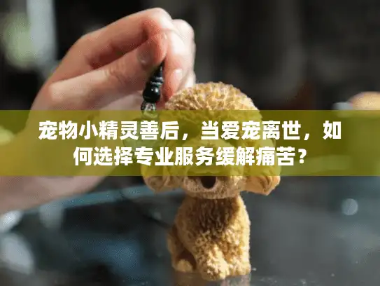 宠物小精灵善后，当爱宠离世，如何选择专业服务缓解痛苦？