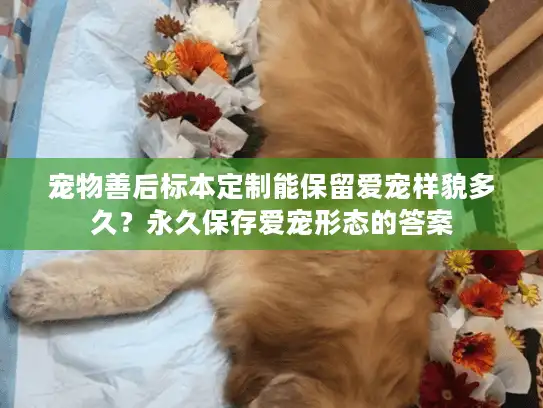 宠物善后标本定制能保留爱宠样貌多久？永久保存爱宠形态的答案