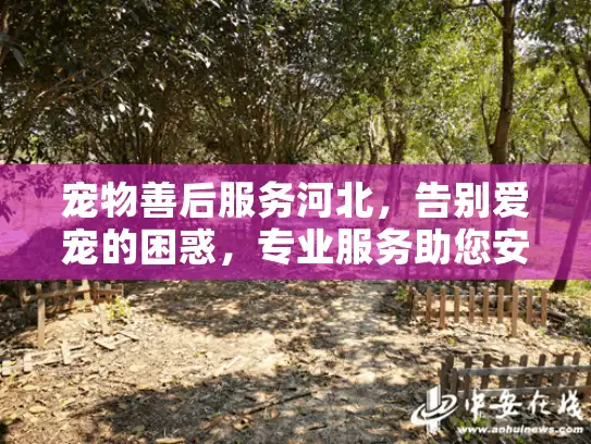 宠物善后服务河北，告别爱宠的困惑，专业服务助您安心送别