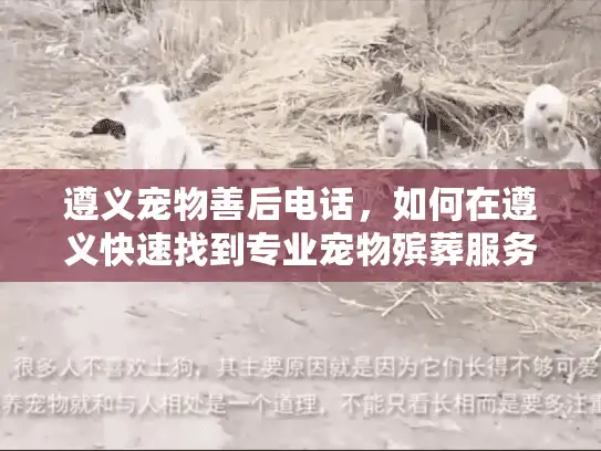 遵义宠物善后电话，如何在遵义快速找到专业宠物殡葬服务？