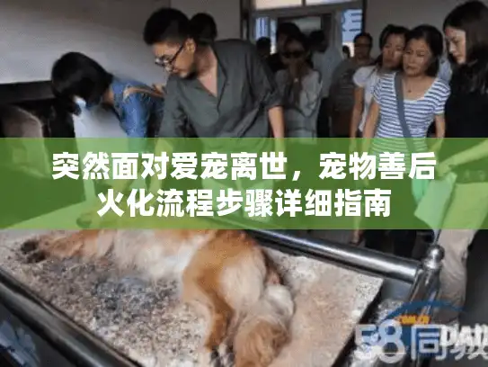 突然面对爱宠离世，宠物善后火化流程步骤详细指南