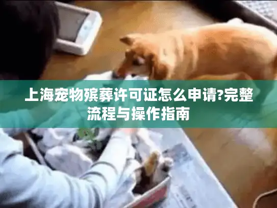 上海宠物殡葬许可证怎么申请?完整流程与操作指南