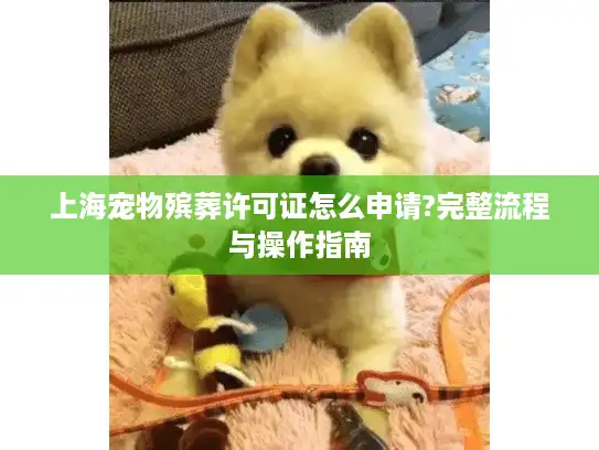 上海宠物殡葬许可证怎么申请?完整流程与操作指南