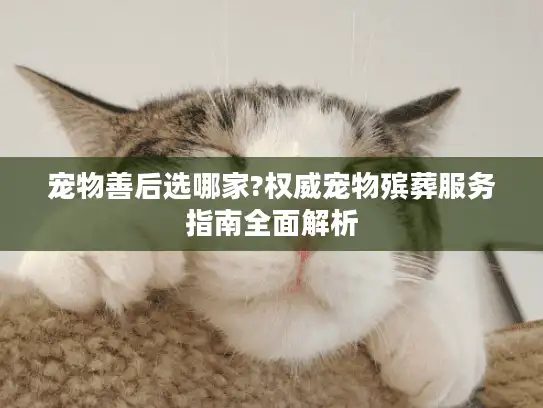 宠物善后选哪家?权威宠物殡葬服务指南全面解析
