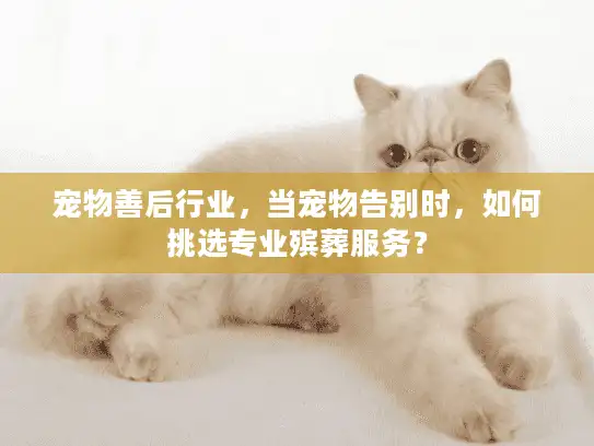 宠物善后行业，当宠物告别时，如何挑选专业殡葬服务？