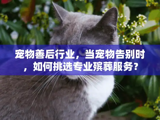 宠物善后行业，当宠物告别时，如何挑选专业殡葬服务？