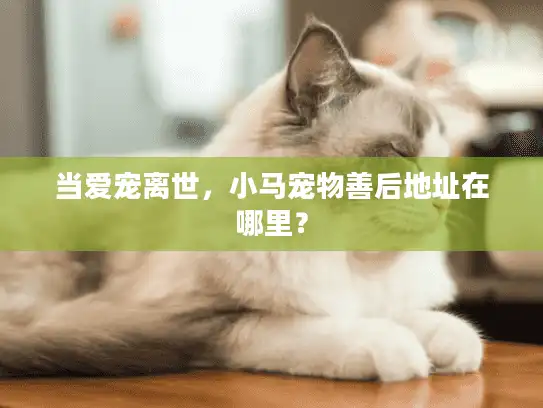 当爱宠离世，小马宠物善后地址在哪里？