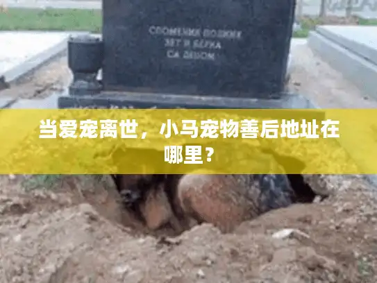 当爱宠离世，小马宠物善后地址在哪里？