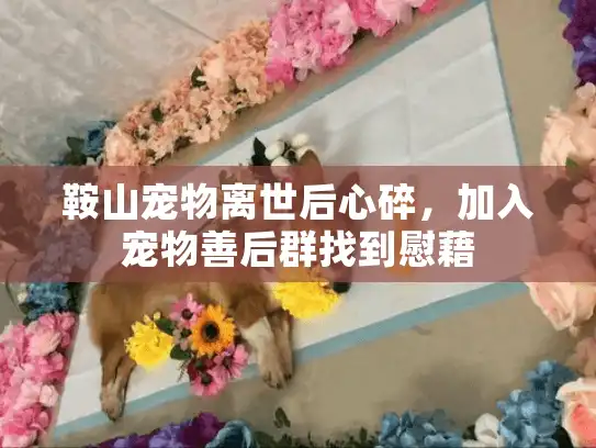 鞍山宠物离世后心碎，加入宠物善后群找到慰藉