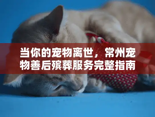 当你的宠物离世，常州宠物善后殡葬服务完整指南
