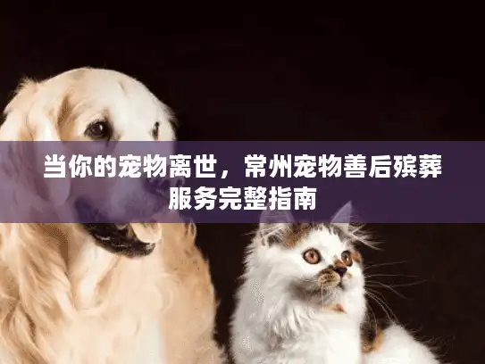 当你的宠物离世，常州宠物善后殡葬服务完整指南
