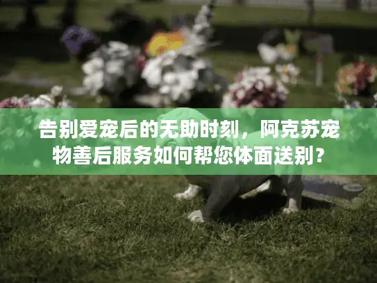 告别爱宠后的无助时刻，阿克苏宠物善后服务如何帮您体面送别？