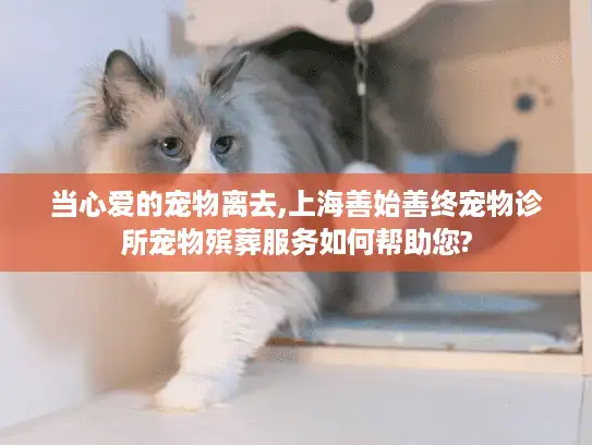 当心爱的宠物离去,上海善始善终宠物诊所宠物殡葬服务如何帮助您?