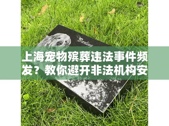 上海宠物殡葬违法事件频发？教你避开非法机构安心送别爱宠