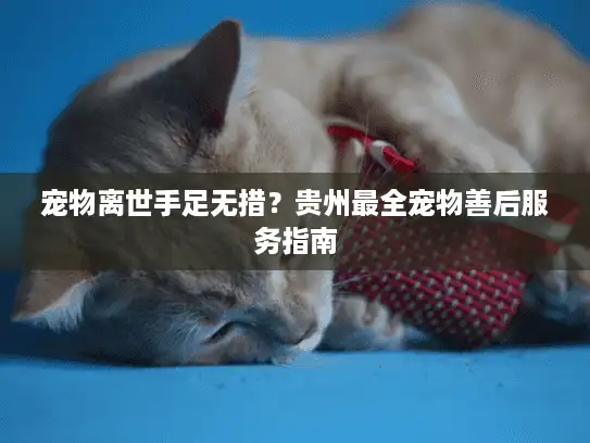 宠物离世手足无措？贵州最全宠物善后服务指南