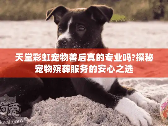 天堂彩虹宠物善后真的专业吗?探秘宠物殡葬服务的安心之选