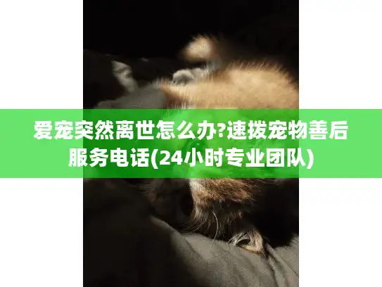 爱宠突然离世怎么办?速拨宠物善后服务电话(24小时专业团队)