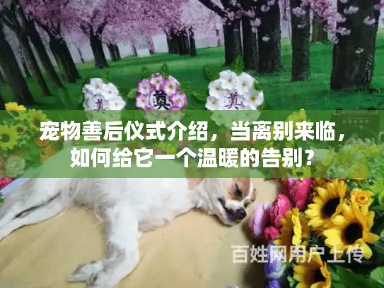 宠物善后仪式介绍，当离别来临，如何给它一个温暖的告别？
