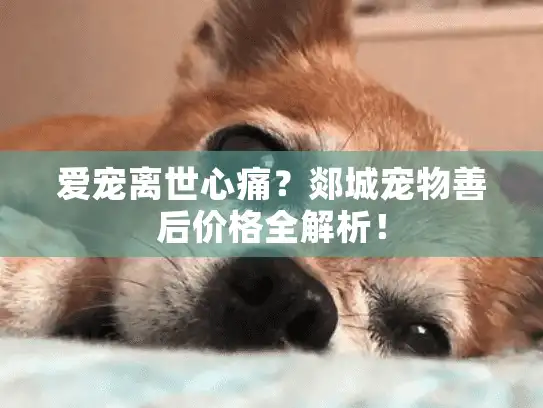 爱宠离世心痛？郯城宠物善后价格全解析！