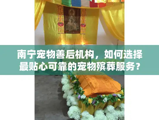 南宁宠物善后机构，如何选择最贴心可靠的宠物殡葬服务？