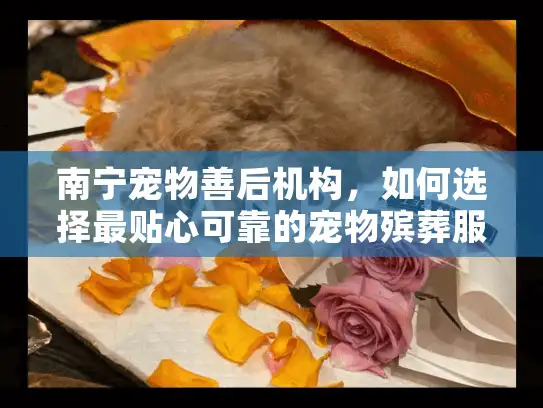 南宁宠物善后机构，如何选择最贴心可靠的宠物殡葬服务？