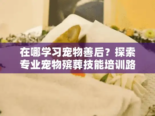 在哪学习宠物善后？探索专业宠物殡葬技能培训路径
