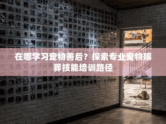 在哪学习宠物善后？探索专业宠物殡葬技能培训路径