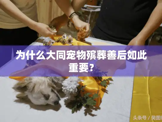 为什么大同宠物殡葬善后如此重要？