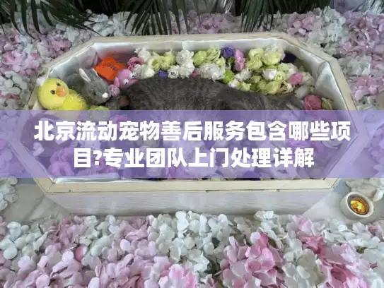 北京流动宠物善后服务包含哪些项目?专业团队上门处理详解