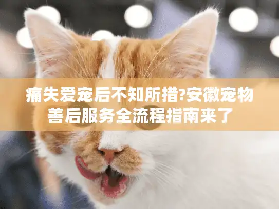 痛失爱宠后不知所措?安徽宠物善后服务全流程指南来了