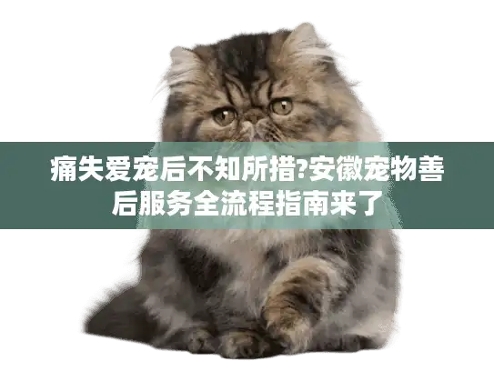 痛失爱宠后不知所措?安徽宠物善后服务全流程指南来了