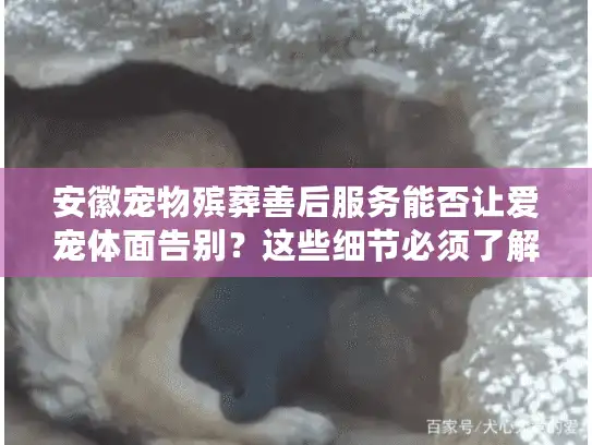 安徽宠物殡葬善后服务能否让爱宠体面告别？这些细节必须了解